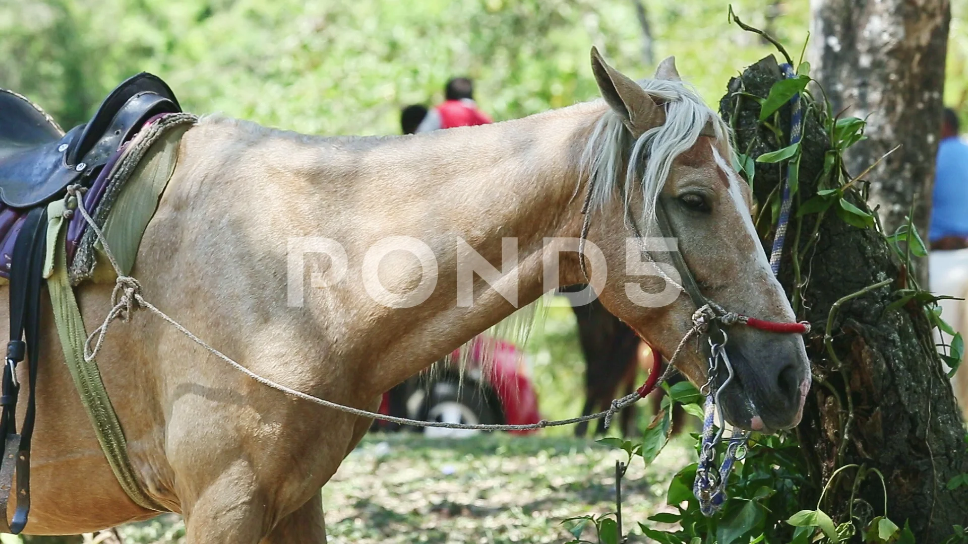 Resting Horse Stock Footage Royalty Free Stock Videos Pond5