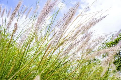 Closeup beige pink grass flower blowing in the wind, blue sky background, sel Stock Photos