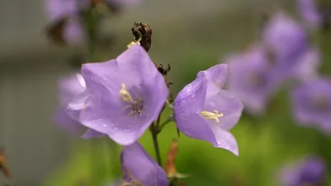 Closeup Of Bell Flower Blooming Video stock 114666595