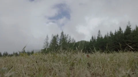 Closeup from below of long grass swaying in the breeze in soft day light Stock Footage 114994094