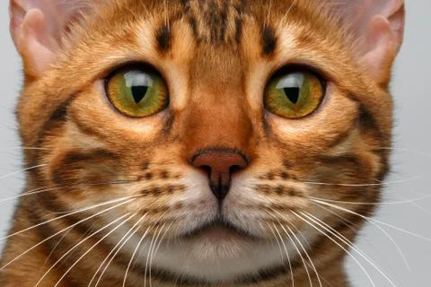 Closeup bengal cat looking in camera Stock Photos
