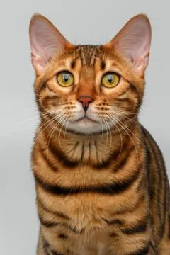 Closeup bengal cat looking in camera Stock Photos