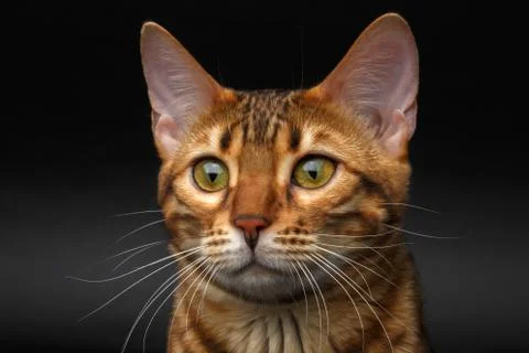 Closeup bengal cat looking in camera Foto stock