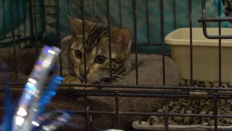 Closeup Bengal kitten playing in his cage at cat show Video stock 80393020