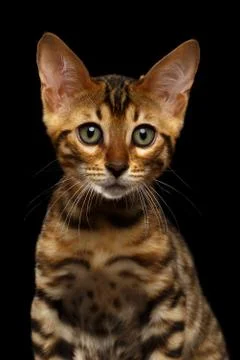 Closeup Bengal Kitty Looking in Camera on Black Stock Photos