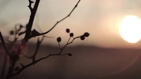 Closeup of a berry at sunrise Stock Footage 44803316