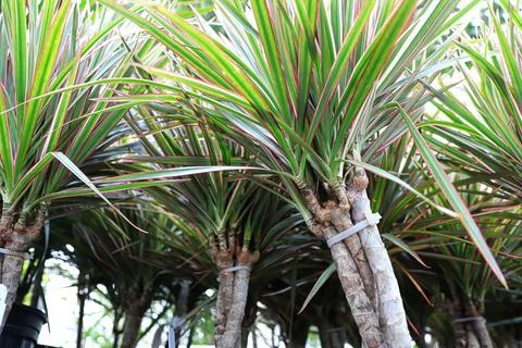 Closeup of bicolor braided dragon tree plants Stock Photos