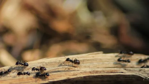 Closeup of big black ants on a stick of wood Stock Footage 5162889