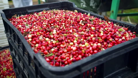Closeup of big box with cranberry. Stock Footage 139782901