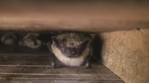 Closeup of Big Brown Bat Stock Footage