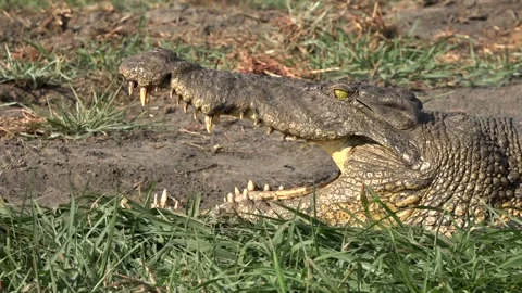 Closeup of a big crocodile with open jaws, Chobe National Park, Botswana Stock Footage 121957096