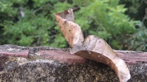 Closeup big dry single dead ageing brown leaf fall lying on paved concrete wall Stock Footage 129239857
