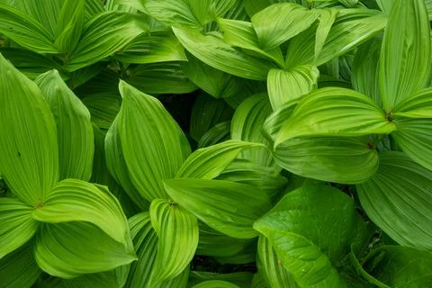 Closeup of big green leaves with texture and stripes in woodland natural ligh Foto stock