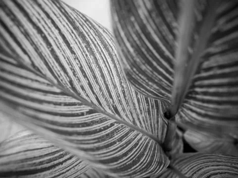 Closeup of big leaf Stock Photos