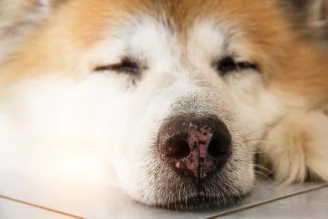 Closeup big nose of the sleeping dog face,blurry eyes ,warm light tone,blurry Stock Photos