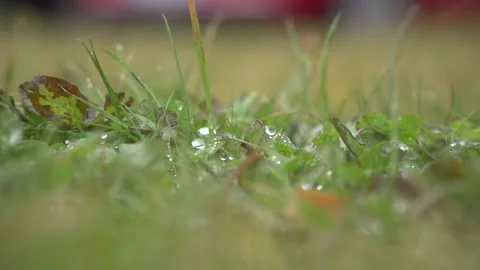 Closeup of big raindrops on grass with soft focus when it's very rainy and windy Stock Footage 164865712