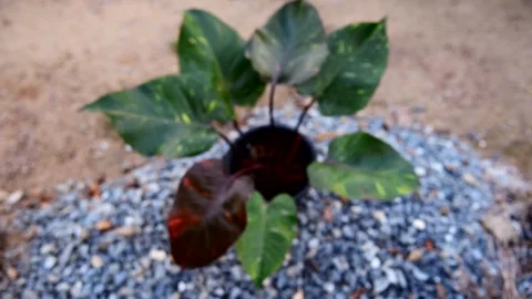 Closeup to big size of philodendron Orange princess in the pot Stock Footage 258096954
