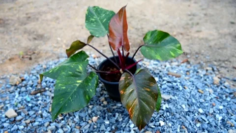 Closeup to big size of philodendron Orange princess in the pot Stock Footage 261265831