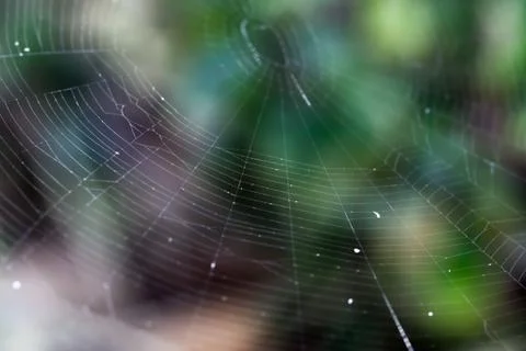 Closeup of a big spider web Stock Photos