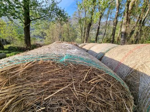 Closeup of big stacks of hay surrounded by green forest Stock Photos