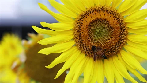 Closeup of big sunflower in wind Stock Footage 291911919