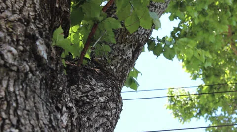Closeup Of A Big Tree Stock Footage 25724668