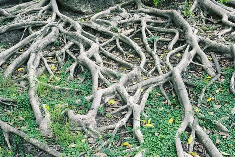 Closeup big tree root Stock Photos