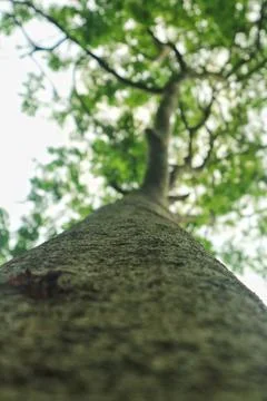 Closeup of big tree trunk texture Stock Photos
