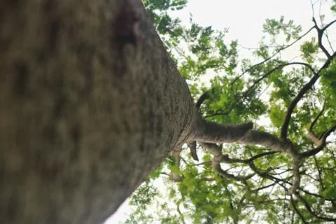 Closeup of big tree trunk texture Stock Photos