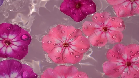 Closeup of big water drops falling on colorful pink heads of phlox flowers Видео 99453491