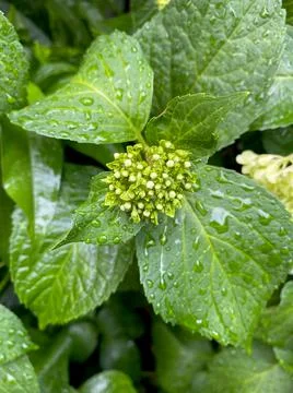 Closeup of bigleaf hydrangea buds with water drops on leaves Foto stock
