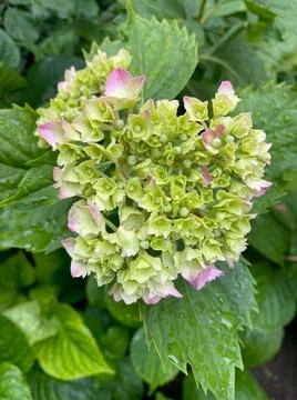 Closeup of bigleaf hydrangea flower starting to bloom with selective focus on Foto stock