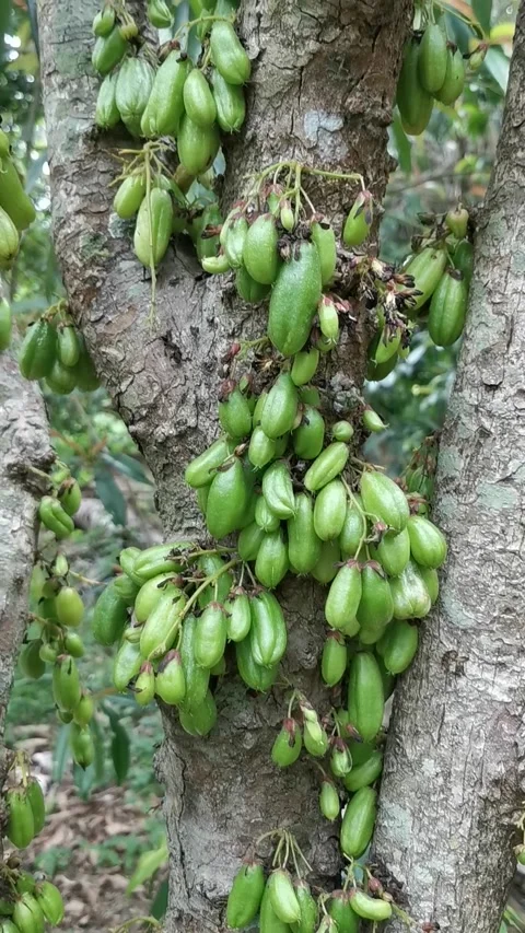 Closeup of bilimbi fruit on the tree at the garden. Vertical footage. Stock Footage 292512761