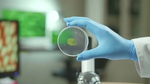Closeup Of Biologist Hands Holding Medical Sample Of Green Leaf Discovering Stock Footage 157494853