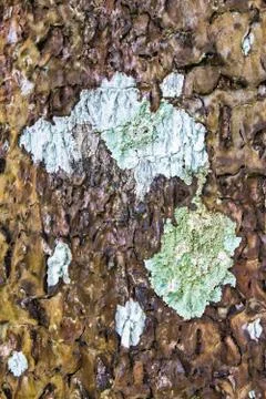 Closeup of a birch bark texture with moss Stock Photos