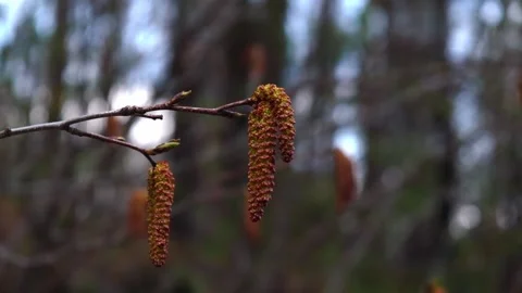 Closeup of birch catkins against background of blurred forest. selective focus. Stock Footage 229835455