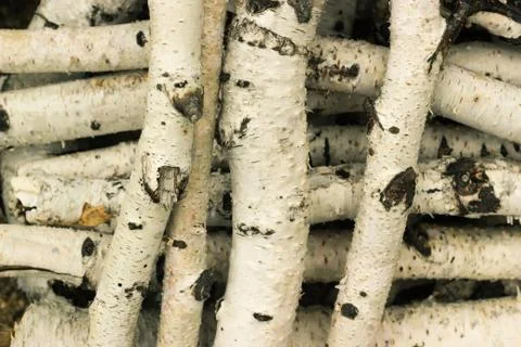 Closeup of birch sticks background texture Stock Photos