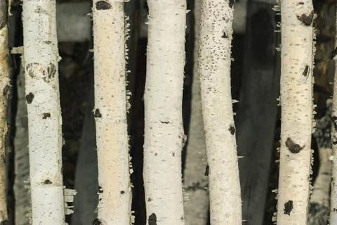 Closeup of birch sticks background texture Stock Photos
