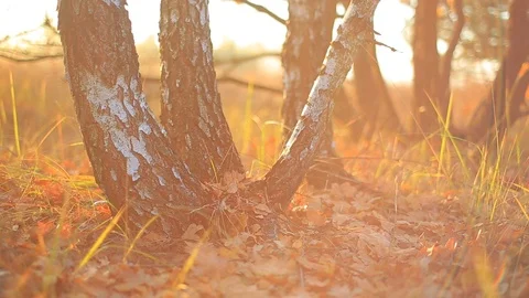 Closeup birch tree in autumn forest at the early morning Stock Footage 118705242