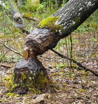 Closeup of a birch tree fallen after being eaten by beaver Stock Photos
