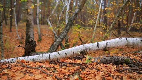 Closeup birch tree log lie in autumn forest among the dry leaves Stock Footage 118699669