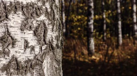 Closeup birch tree trunk on blurry background of brown forest Stock Photos