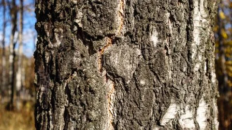 Closeup of birch tree trunk in forest Stock Photos