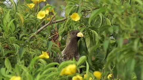 Closeup bird face yellow beak flowers and flight Stock Footage 320042002