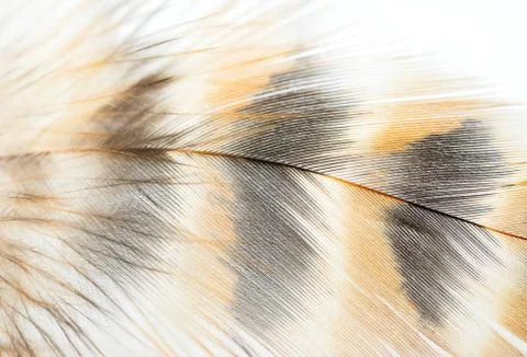 Closeup of Bird feather Stock Photos