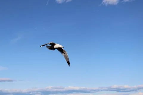 Closeup of bird in flight Stock Photos