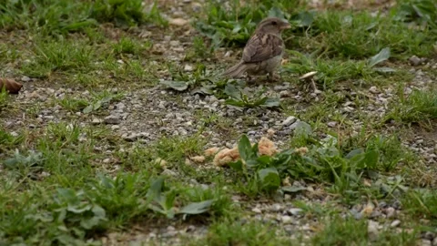 Closeup bird getting bread crumb 28 sec Stock Footage 158304954
