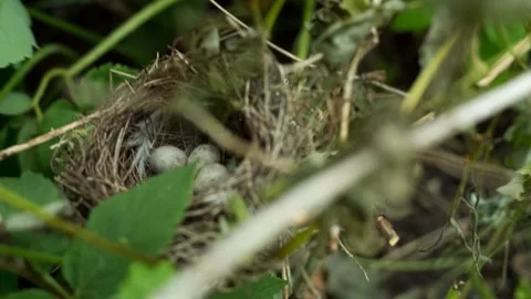 Closeup of bird nest in forest - Hand shot Stock Footage 199228743