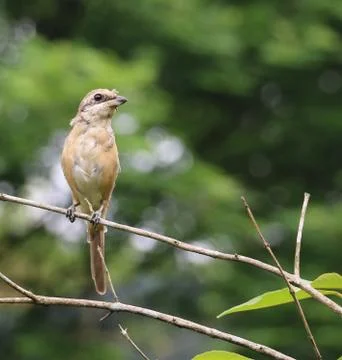 Closeup of a bird Stock Photos