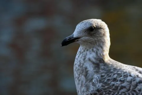 Closeup of a bird Stock Photos